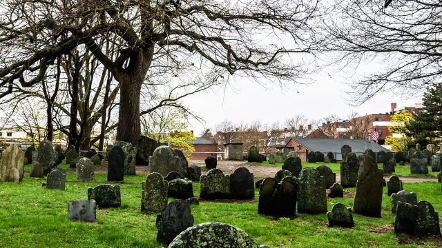 樹木がお墓に侵入してきたときの対応